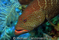 Where are those damn cleaner fish? I  brush and I floss b... by Michael Canzoniero 